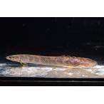 ポリプテルス・モケーレムベンベ(旧レトロピンニス)　”コンゴ”　No.1　21-22cm程