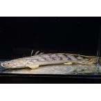 ショッピングコン Po.コンギクス　”タンガニイカ湖/カラゴ”　No.2　33cm程