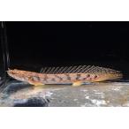 ポリプテルス・コンギクス　”コンゴ”　1