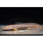 ポリプテルス・コンギクス　”コンゴ”　1