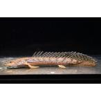 ポリプテルス・コンギクス　”コンゴ”　1