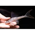  красный ласты k Pooh Plecostomus ~pe Roo ~ 13cm степени 