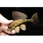 サタンプレコ”ペルー”11cm±