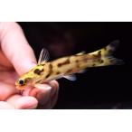 ショッピングハーレー ハーレクイーンタティア　”スリナム”　8cm　No.2