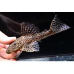 ヒポストムス・ジャガー　”ブラジル/パラ