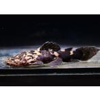 オレンジキャット　”コロンビア”　No.1　11cm