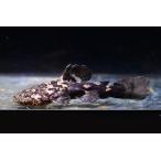 オレンジキャット　”コロンビア”　No.3　10cm