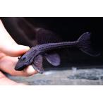 バットマンガリバープレコ　”ブラジル/シングー川”　No.1　10-11cm