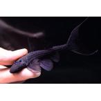 バットマンガリバープレコ　”ブラジル/シングー川”　No.2　10cm