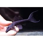 バットマンガリバープレコ　”ブラジル/シングー川”　No.3　9cm