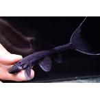 バットマンガリバープレコ　”ブラジル/シングー川”　No.4　11cm