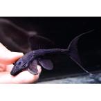 バットマンガリバープレコ　”ブラジル/シングー川”　No.5　9cm