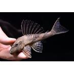 ショッピング柄 スネークスキンプレコ　”ブラジル/アラグアイア川”　13cm程