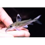  длинный нос Concorde кошка ~ Colombia /olinoko река ~ 7.5-9cm