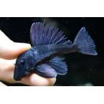 b крыша .n панама ke~ Colombia ~ 8-10cm