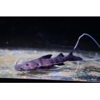 バンデッドピラムターバ　”コロンビア”　9-10cm程