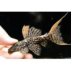 タイタニックトリム　”ブラジル/タパジョ