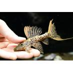 タイタニックトリム　”ブラジル/タパジョ