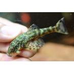 グリーンデビルジェムプレコ　”スリナム”　6cm