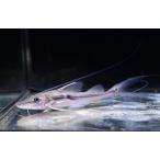 ショッピングロング ロングバーベルキャット　”ペルー”　11-13cm　