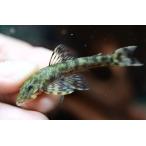 グリーンデビルジェムプレコ　”スリナム”　6cm程