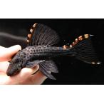 ショッピングタイガー タイガーフィンサタンプレコ　”コロンビア”　13cm