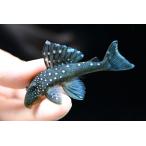 b крыша .mpekorutia~ Colombia ~ 7cm±