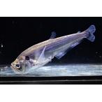 ショッピング大きめ ダルマカショーロ　”ペルー”　15-16cm程