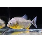 ジャイアントイエローピラニア”パン...