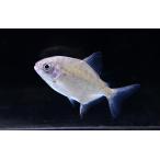 ショッピング細身 タイガードルフィンパクー　”ブラジル/トカンチンス川”　6-7cm