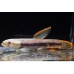 �I�����W�t�B���L���[�z�[���[�@�h�y���[�h�@No.3�@14-15cm