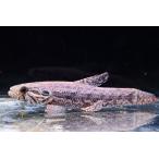 タライーラ　”ブラジル/タパジョス川”　