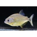 ダイヤモンドイエローピラニア　”ブラジル/パンタナール”　No.1　11-12cm