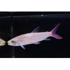 ピンクテールカラシン【リアル】　”コロンビア”　12-15cm