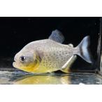 ジャイアントイエローピラニア”パン...