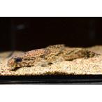 ホプリアス・アイマラ　”コロンビア”　1