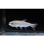  Briko nsp. Pantah na-ru~pa ковер I ~ 8.5cm степени 