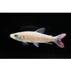  спот розовый tail kalasin~ Colombia ~ 11-12cm
