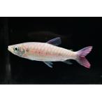  спот розовый tail kalasin~ Colombia ~ 10-11cm степени 