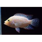 レッドテキサス シクリッド