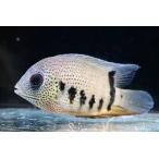 ターコイズセベラム　”ブラジル/プルス川”　No.1　12-13cm