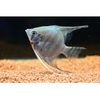  ska RaRe enzeru~ Brazil / мокка juba река ~ 5-5.5cm