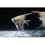  желтый ласты красный спот enzeru" потертость nam/koropina река " 5-6.5cm