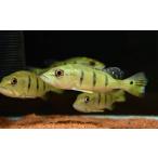 キクラ・オリノセンシス”コロンビア...