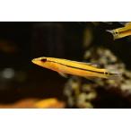 オレンジパイクシクリッド　”ブラジル/シングー川”　6-8cm程