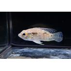 a Caro nia*nasa~pe Roo ~ 6-7cm степени 