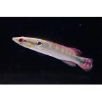 ダイヤモンドパイクsp.　”ペルー”　7cm±