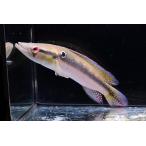 ダイヤモンドパイクsp.　”ペルー”　21cm