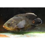 ワイルドオスカー　”ブラジル/ジュファリ