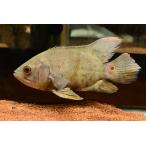 ワイルドオスカー　”ブラジル/ジュファリ